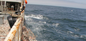 Svenska fiskarna bröt mot EU-regler