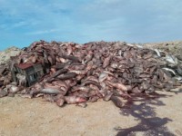 Fisk dumpas i mängder vid Dakhla